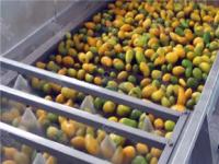 China Eliminación de piedra eléctrica de la máquina de procesamiento de jugo de mango fresco 5T/H en venta