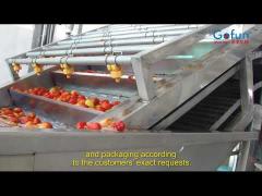 Turn-key solution for tomato processing line - Gofun