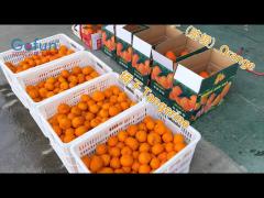 citrus fruit juice processing plant