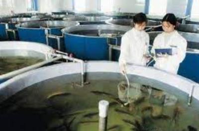 Китай Садок для рыбы стеклоткани коррозионной устойчивости продается