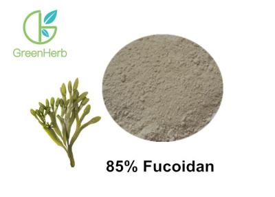 China Pure Natural Kelp Extract Powder / 85% Fucoidan Powder Enhancing Immunity for sale