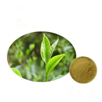 China Green Tea Extract 95% polyphenol for sale