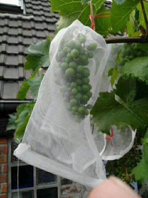 China 100% HDPE UV Radiation Agents 3% Fruit Tree Covers , Bags To Cover Fruit On Trees for sale
