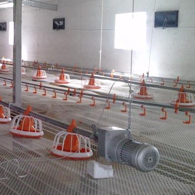 China Alimentador automático de aves de corral para pollos de engorde Sistema automático de alimentación de bandeja en venta