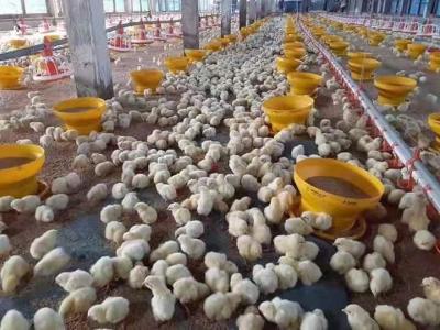 中国 14 グリッドパン鶏の給餌ライン自動家禽の給餌器および酒飲み 販売のため
