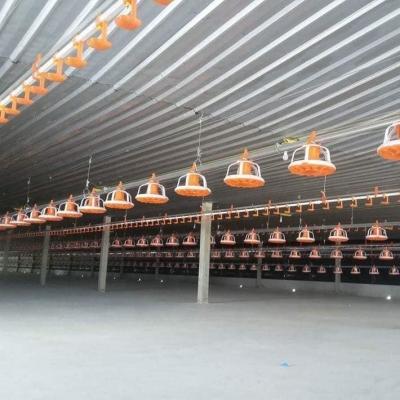 China Sistema de alimentación de bandeja para aves de corral Sistema automático de alimentación de aves de corral con eje severo en venta