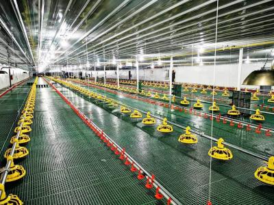 Chine Nouveau système d'abreuvement pour ferme avicole Systèmes d'abreuvement pour poulailler en cage à vendre