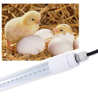 China Iluminação das aves domésticas do diodo emissor de luz da aprovação 10W 18W do CE, segurança alta da luz do diodo emissor de luz da exploração agrícola de galinha à venda