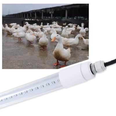 China Luz do diodo emissor de luz da capoeira de galinha da C.A. 85V à venda