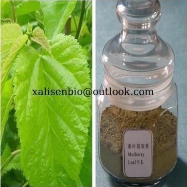 China Natural Mulberry Leaf Extract Treat Diabetes Mellitus DNJ for sale
