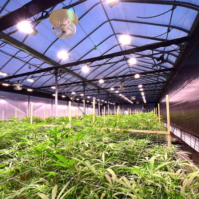 China Umidade 50-70% Sistema de Dep. de Luz Hoop House Cannabis Cultivando Ventilação Lateral à venda