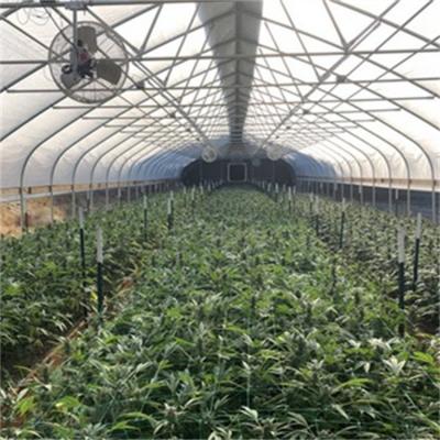 China Single Plastic PE Film Tunnel Herb Greenhouse Blackout Curtain Systems for sale
