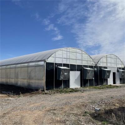 China Privación de luz de invernadero de policarbonato de cultivo de plantas hidropónicas en venta