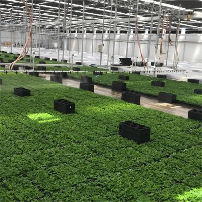 China Light Blackout Greenhouse Poly Tunnel Light Deprivation Blackout Single Tunnel Greenhouse With Growing zu verkaufen