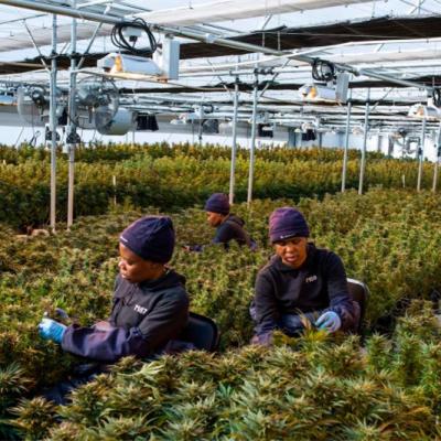 China Marijuana Growing Light Dep Automatic Blackout Greenhouse Hot Dip Galvanized for sale