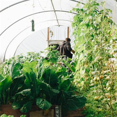 China Hydroponic System Tomato Farming Plastic Film Greenhouse 3-5m for sale