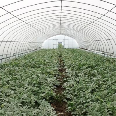 China Single Span 150/200 Micron PE Film Plastic Film Greenhouses Agricultural Vertical Farming for sale