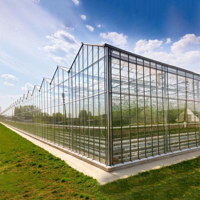 China Agricultural Hydroponic System Multi-Span Venlo Glass Greenhouse Customized for sale