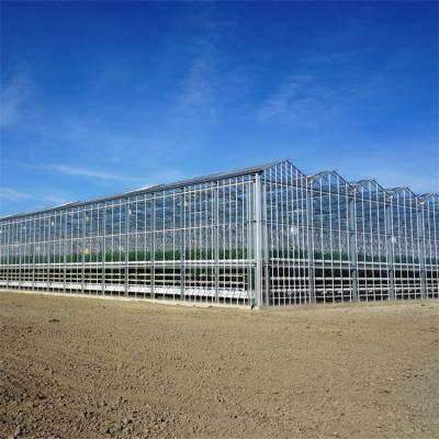 China Hydroponic System Vegetable Venlo Glass Greenhouse Fully Automated Ventilation for sale