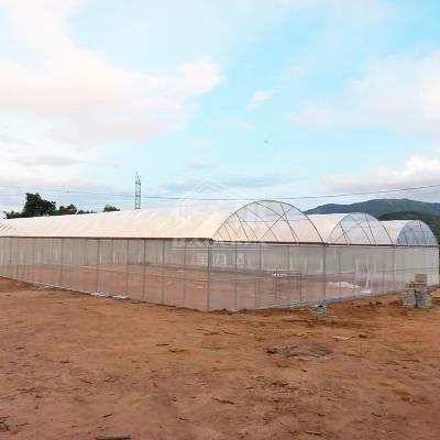 China Coordinated 24x40m Ventilation Walk in Hothouse Kit Conservatory Hoophouse Freestanding Multispan Tunnel Greenhouse for sale