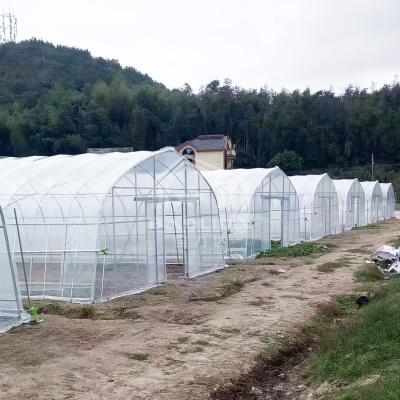 China Bajo costo 10x50m Polytunnel Berry Poly Alto túnel invernadero Flim Kit de invernadero de túnel en venta
