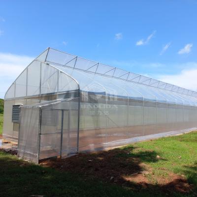 China Invernadero de túnel poliesférico Túnel de ventilación superior de dientes de sierra Invernadero para vegetales vegetales en venta