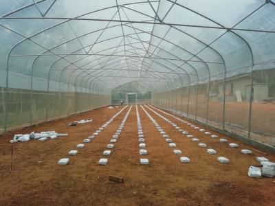 China 9x30 Casa de invernadero tropical Diente de sierra Ventilación superior Túnel alto Invernadero en venta