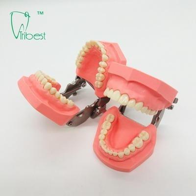 China Colorful Brushing Plastic Dental Teeth Model Removable for sale