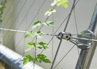 China Tipo Ferruled de Mesh For Climbing Plants 1.5m m del metal del enrejado de las uvas de la patata en venta