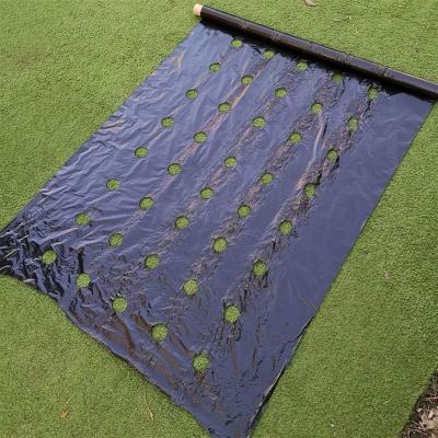 China Weed Control Mulch Film, Agriculture Vegetable Black PE Films, 5 Holes Greenhouse Perforated Film for sale