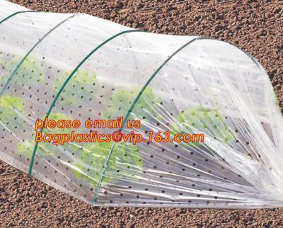 China Transparent Low Tunnel Film Perforated For Culture Of Seedling Maturing Vegetables perforated red plastic mulch for sale