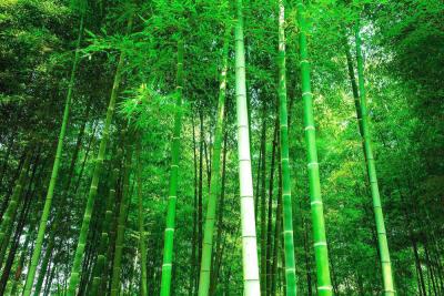 China O bambu orientou a linha de produção produtividade alta de (BOSB) da placa da costa completamente automática à venda