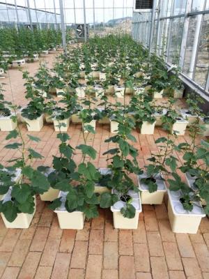 中国 ふたが付いているオランダのバケツの水耕栽培成長するシステム 販売のため