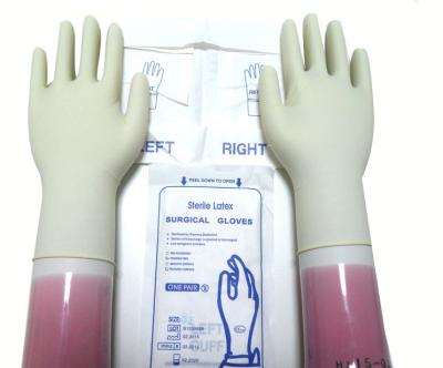 Китай Перчатки естественного белого латекса цвета стерильного хирургические устранимые с свернутой оправой продается