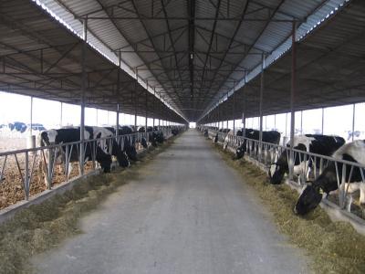 China Pre-engineered Steel Framing Systems Breeding Cow / Horse With Roof Panels for sale