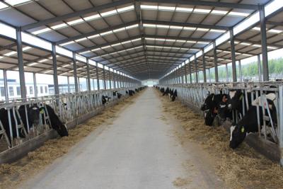 China Automation And Sanitary Pre-made Steel Structural Cowshed Framing Systems for sale