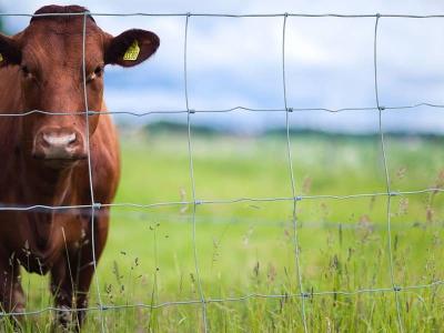 Cina Altezza 1,7 m Fence galvanizzata ad alta resistenza per bovini Fence a filo di ferro in vendita