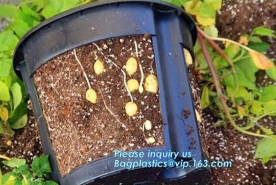 China 5 gallon Plastic Smart Ginger or Potato Planting Pots for home garden,PP potato grow pot planting bag,potato planter pot for sale