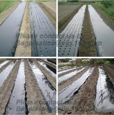 China Perforated silver black mulch film for crop production,vegetable garden black / gray perforated mulch layer plastic mulc for sale