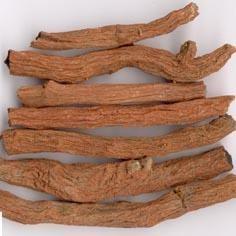 China natural bulk herbs exported TCMs Salvia miltiorrhiza Codonopsis pilosula for sale