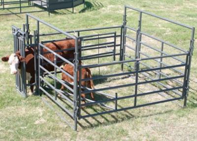 China Long Lasting Powder Coating Heavy Duty Cattle Panel 1.8m X 2.1m for sale