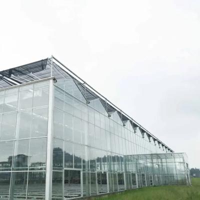China Automated Hydroponic Green House Venlo Double Roof Green House Agriculture Tomato Te koop