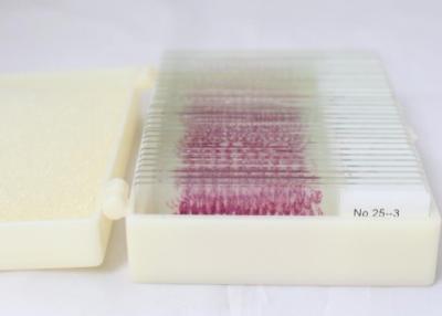 China o equipamento de laboratório biológico fixou o laboratório do estudante dos artigos 50pieces usando corrediças preparadas vidro do microscópio da microbiologia à venda