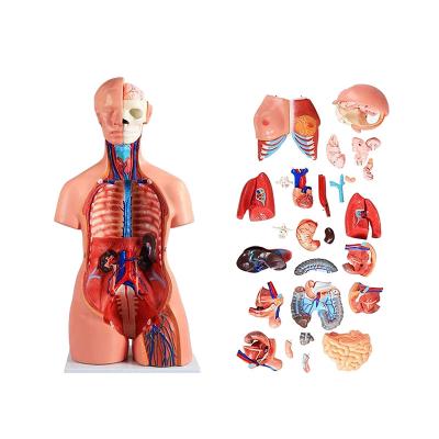 中国 85cmの医学の解剖学の医学の教育のための40部が付いている男女兼用の人間の胴モデル 販売のため