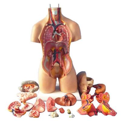 China Anatomy Medical Torso Model 55cm Unisex Human Torso Model With 20 Parts For Teaching for sale