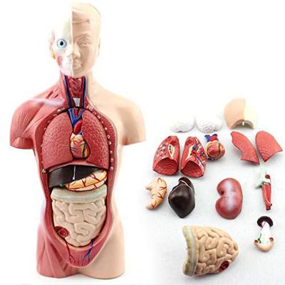 中国 10.5インチの医学の教育の表示のための14のPCS取り外し可能な器官の人間の解剖学の胴モデル 販売のため