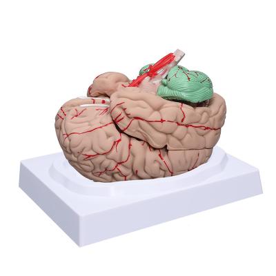 中国 実物大の人間の解剖学の頭脳モデル科学の医学の教授（印が付いているデジタル無し）のための8部 販売のため
