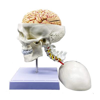 中国 頭脳が付いている実物大の人間の頭骨の解剖学モデルおよび科学の表示のための頚部椎骨 販売のため
