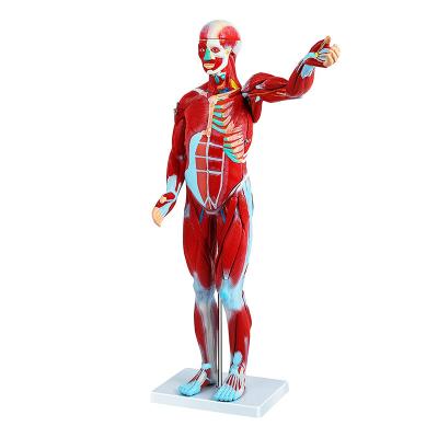 China Modelo 80cm humano médico With Internal Organs do músculo, modelo da anatomia do corpo humano à venda
