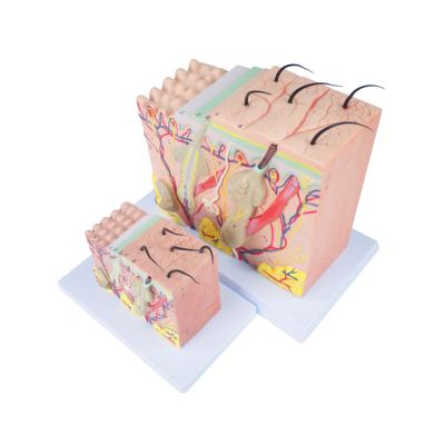 China Menschlicher Haut-Anatomie-Modell-For Science Classroom-Studien-Anzeigen-Unterricht der Struktur-3D zu verkaufen